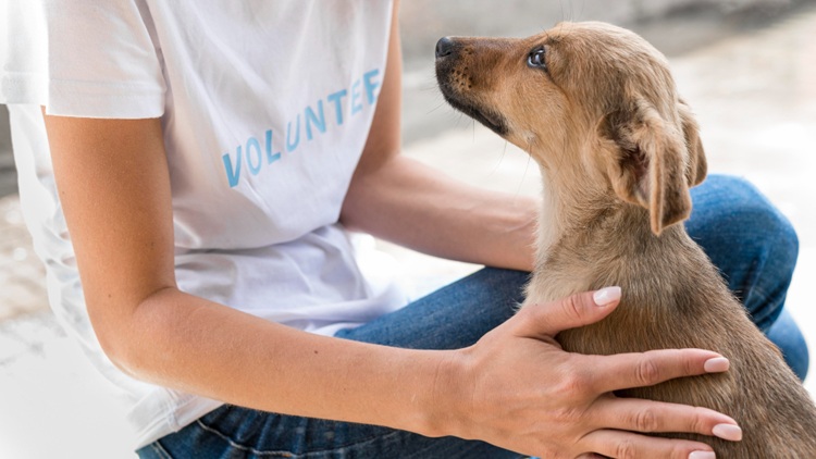 Síntomas de intolerancia alimentaria en perros